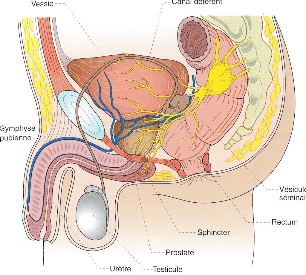 figure; anatomie de la prostate